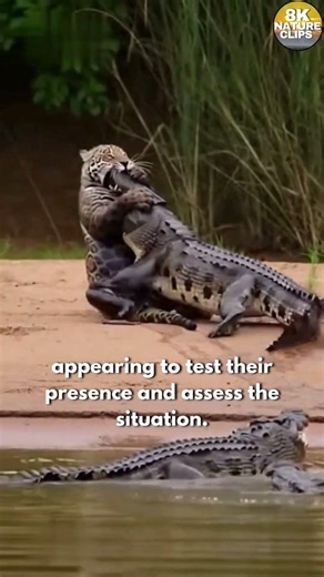 Jaguar Approaches Crocodiles #shorts #wildlife