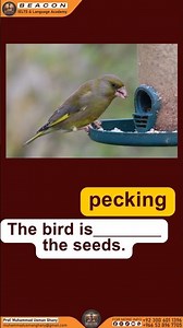 🐾 Action Verbs with Animals – IELTS & Spoken English Vocabulary