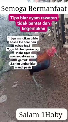 3 Essential Tips to Keep Your Game Fowl From Getting Overweight! 🐓