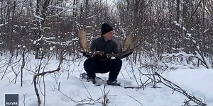 Watch: Man captures rare moment as moose sheds antlers in forest