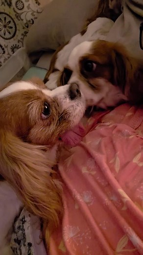 Cavalier Rescue Midwest on Reels