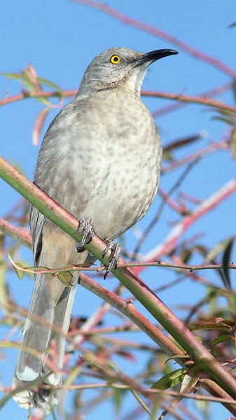 Curve-billed Thrasher Bird Song Video Nature Sounds