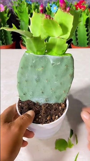 Cactus plants care tips for beginners