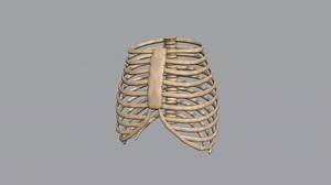 Low poly skeleton ribs - Download Free 3D model by assetfactory