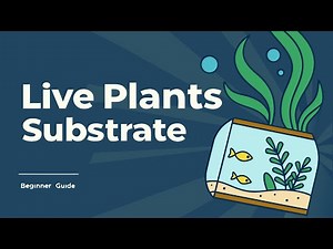 Beginner Aquarium Guide 🌱 How to Set Up Substrate for Live Plants