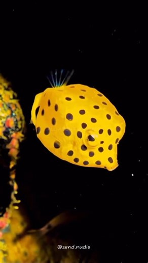 15K views · 1.3K reactions | Yellow Boxfish Golden cube of the Sea...