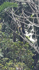 22 reactions | Wild toucan in Costa Rica #toucan #toucansofinstagram #costarica #wildlife | Nature Daddy | Facebook