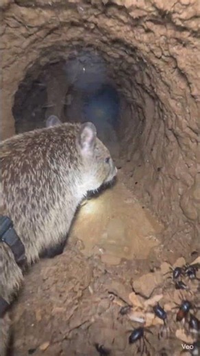 POV: You’re Riding on an Echidna Through the Australian Outback” #shorts #nature #microcamera