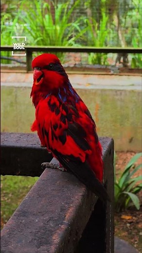 Stunning Red Parrot 🦜 | Exotic Bird in Focus #wildlife #shorts