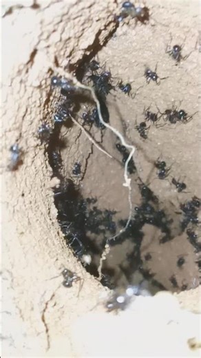 The Underground Kingdom: Busy World of Black Ants! 🐜🏰 #ants #shorts