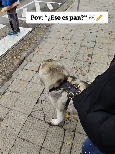 los años cambian, pero las costumbres no 😉🥖 . #funny #love #dog #dogs #husky