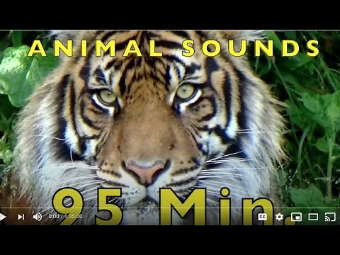 ANIMAL SOUNDS for KIDS - Compilation (95 MIN.) 100+ Real Animals
