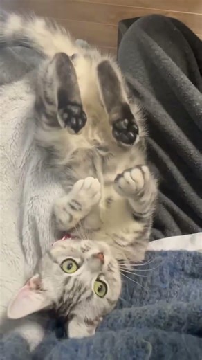 へそ天子猫 #cat #子ネコ #アメリカンショートヘア #猫のいる暮らし #好きな子猫 #アメショ #kitten