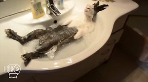 Get a cute pussy cat toy! http://amzn.to/1SWLN53 | Happy Memmes