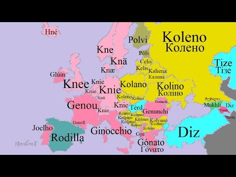 Body Parts | Human Body | European Languages Comparison