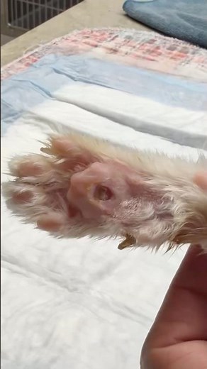 How To Bandage Wounded Paw Pad #goodtoknow #vet #medicine #clinicalskills #funfacts #lifehacks #hack