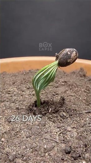 300 Days in 36 Seconds | Stone Pine | Green Time Line |