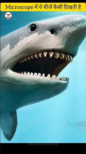 This Objects How Do Look In Microscope #facts #animals #amazingfacts #knowledge #shorts #shortvideo