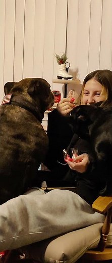 screaming Frenchie. french bulldog screamin demon