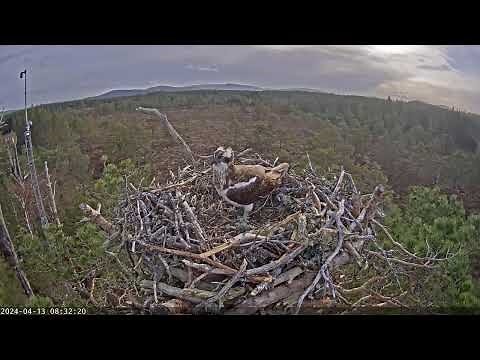 Live Osprey Nest Camera | RSPB Loch Garten 13.04.2024 08:20
