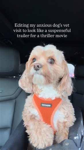 Benji the Cavapoo 🐾 on Instagram: "🚨SPOILER ALERT🚨 Benji is ok! He always gets a bit anxious when we go to the vet, but I’m pleased to announce that he is HAPPY + HEALTHY! He even gained a pound from last year and once the vet got into the room he was cool, calm, and collected. 😎 He even got a treat and and a new toy when we left for being the best boy! I will be posting less dramatic pictures of his visit. ☺️ #cavapoo #mybuddybenji #vetlife"