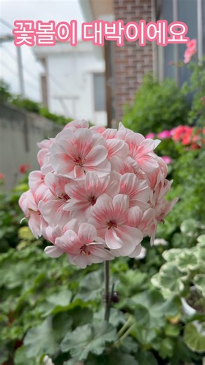 The flower balls are absolutely amazing #shorts