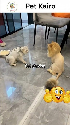 🤣 Funniest Pet Moments Ever! Cats & Dogs Being Hilariously Silly 🐾 #petkairo #shorts #pets #cat #dog