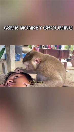 Vídeo de Monkeys Asmr (@monkeys.asmr5) relacionado a ASMR