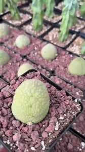 Rare Succulents - Pseudolithos Migiurtinus 2.5”, Live Plant - Etsy