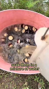 No Need for Whole Canes The Secret to Uniform Sugarcane Seedling hacks plant plantingtips gardeningtips agriculture Sarah | Farmer Dean