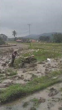 Traktor vs burung Bangau..