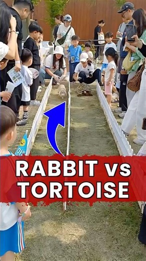 🐢 vs 🐇 Real Life Race #shorts #race #usa