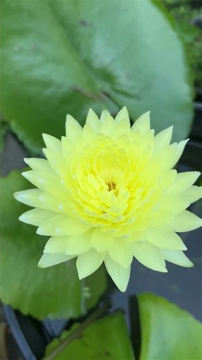 Spring has arrived, my friend! #garden #plants #bonsai