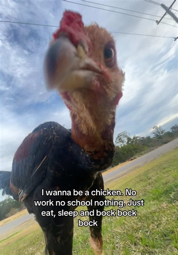 Meet the Cutest One-Eyed Chicken Companion