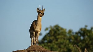 「岩の上の小さなクリップスプリンガーアンテロープ（オレオトラゴス・オレオトラゴス）、南アフリカのクルーガー国立公園」の動画素材（ロイヤリティフリー）13547765 | Shutterstock
