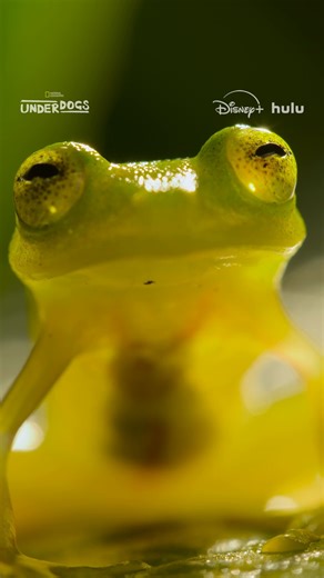 201K views · 1.5K reactions | With their unusual camouflage skills, it can be hard to spot a glass frog in the wild—but there are other ways to get to know them  Watch #Underdogs, Sundays at 9/8c on National Geographic TV. Now streaming on Disney+ and Hulu. | National Geographic | Facebook