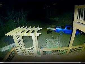 Video: Bears Take Stroll Through North GA Backyards