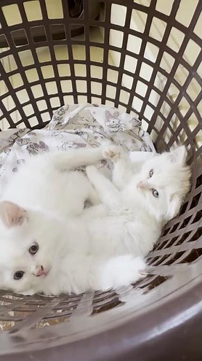Sleepy Kittens Napping Together — Adorable Kitten Cuddles & Tiny Purrs