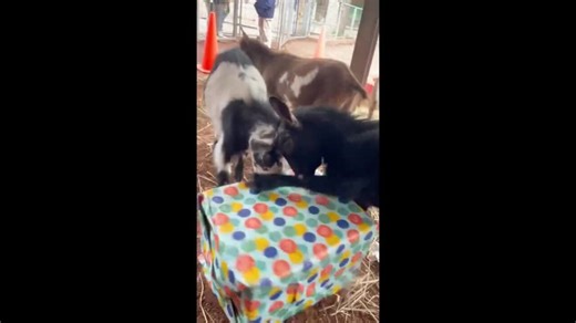 Adorable Nigerian Dwarf Goats Enjoy Rowdy 1st Birthday at Philly Zoo