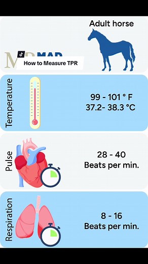 All horse owners should know how to measure their horse’s temperature, pulse, and respiration (TPR). Changes for normal are an early indicator that something is wrong. Watch one of our nutritionists walk through how to measure TPR, and stay tuned for a helpful graphic at the end. #HorseHealth #HorseEducation #MadBarn #CrazyGoodNutrition