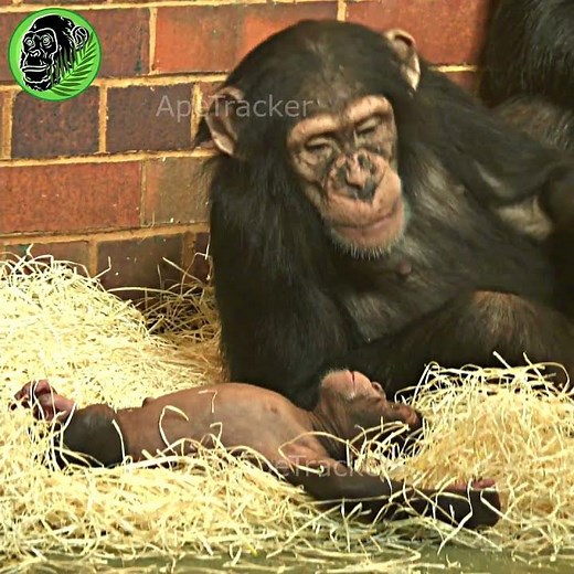 Crying Baby Chimp #shorts
