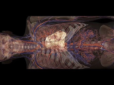 Journey through life in 3D - Anatomage Table 10