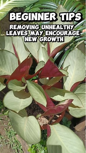 10K views · 107 reactions | CALATHEA CARE TIPS/PRUNE UNHEALTHY LEAVES REGULARLY Ang pagtanggal/pruning ng mga unhealthy leaves ay may magandang maidudulot sa halaman #calathea #silverplate #prayerplant #caretips #plantcareguide #beginnertips #plantcare #homegardening #plantmom Mamalyn's Garden  | Mamalyn's Garden | Facebook