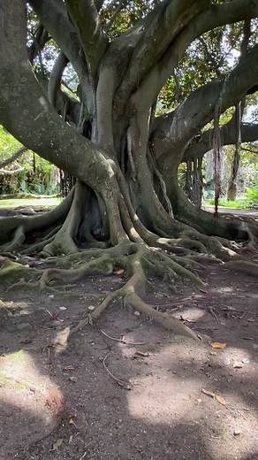 16K views · 233 reactions | Maud got stuck on the head Being Maud - The Caveman’s Girlfriend | Will Lord Prehistoric Survival | Facebook