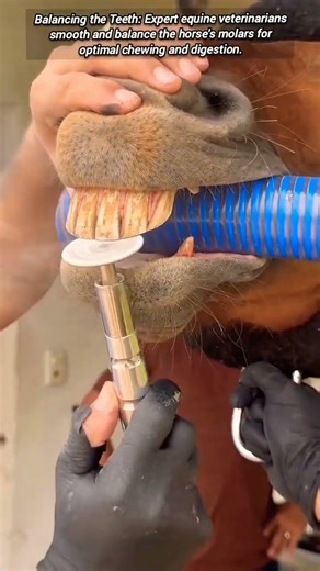 Veterinarians Balancing and Floating Equine Teeth for Health