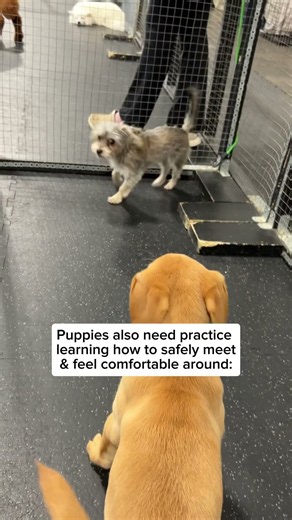 Puppy Socialization Myth #puppy