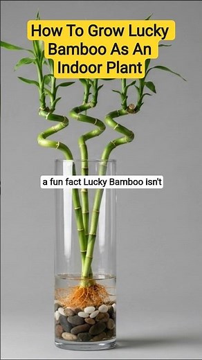 How To Grow Lucky Bamboo As An Indoor plant