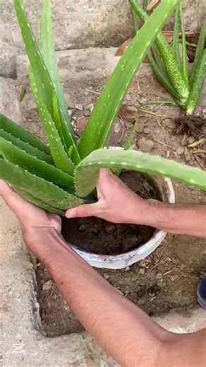 Aloe Vera plant repotting 🪏