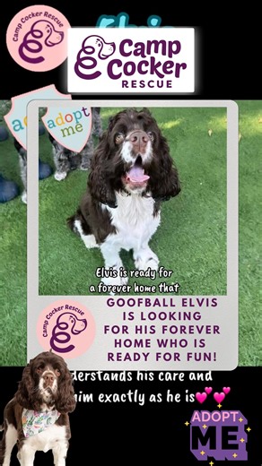 Elvis, the sweetest goober is looking for his forever home and wondering when it will be his turn to be asked to the dance? Elvis is an irresistible kissable goofy cocker spaniel mix who is looking for a fun active adopter. Check out his bio and the adoption process at: CampCocker.com Camp Cocker Rescue adopts out all over the U.S. mainland. All adopters, no matter where they live, must complete the same screening process as anyone else, then travel to where the dog is located. Elvis is located 