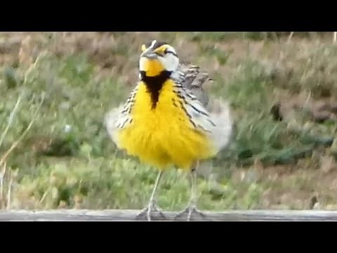 Meadowlark bird call / song / sounds | Eastern